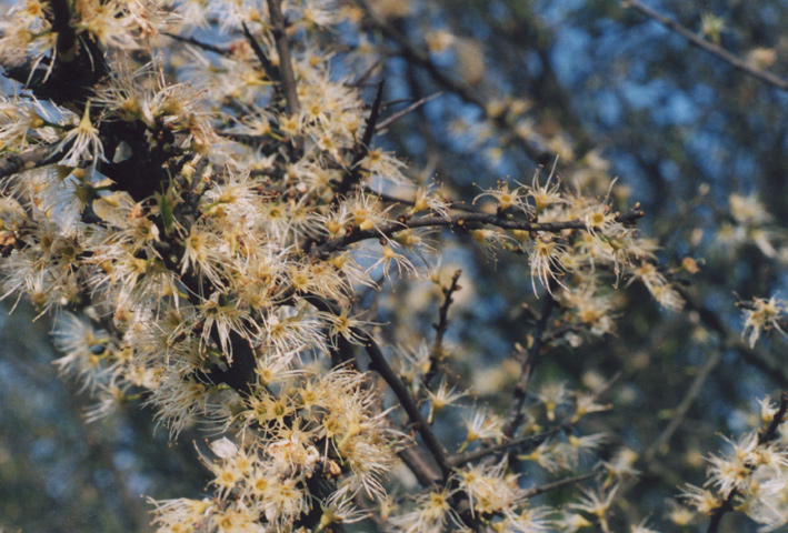 Prunus spinosa / Prugnolo