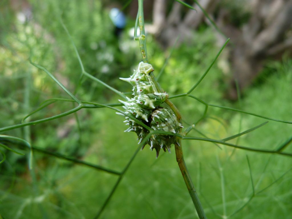 Aiuto identificazione - Larva di Apochima flabellaria