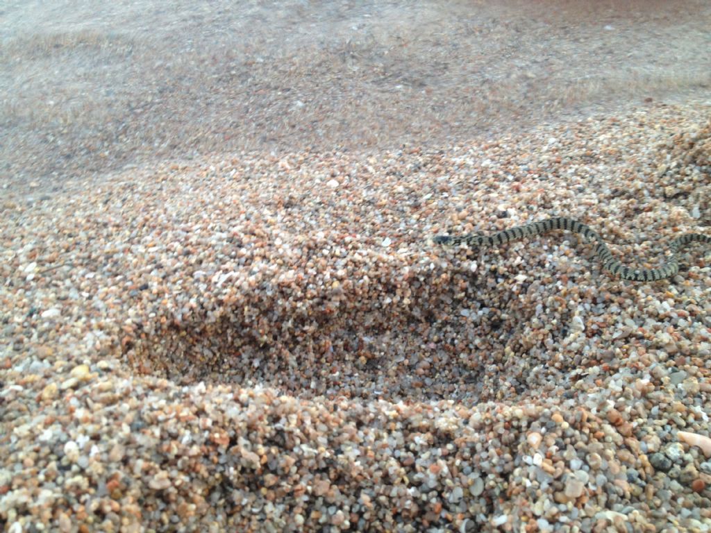 Serpente in Corsica del sud