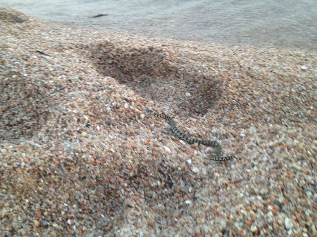 Serpente in Corsica del sud