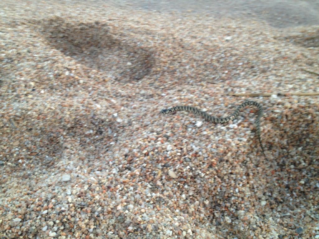 Serpente in Corsica del sud