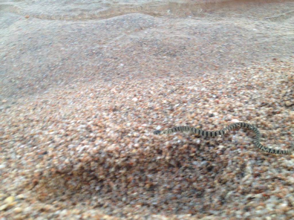 Serpente in Corsica del sud