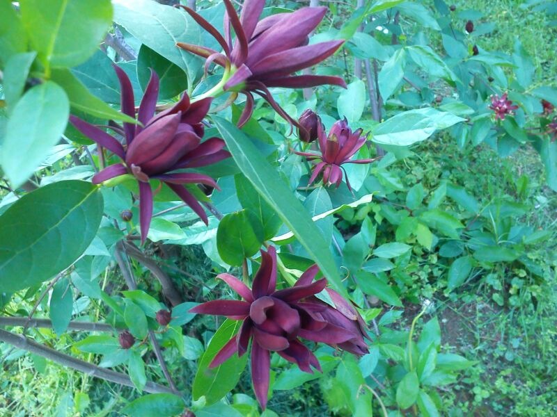 Pianta con bei fiori viola... Calycanthus occidentalis