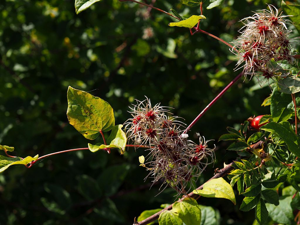 Clematis vitalba