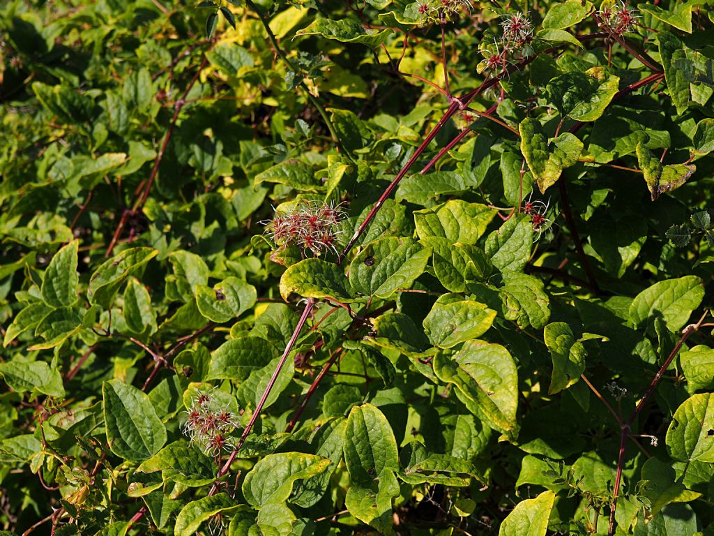 Clematis vitalba