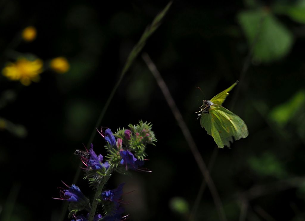 Gonepteryx? G. rhamni, Pieridae