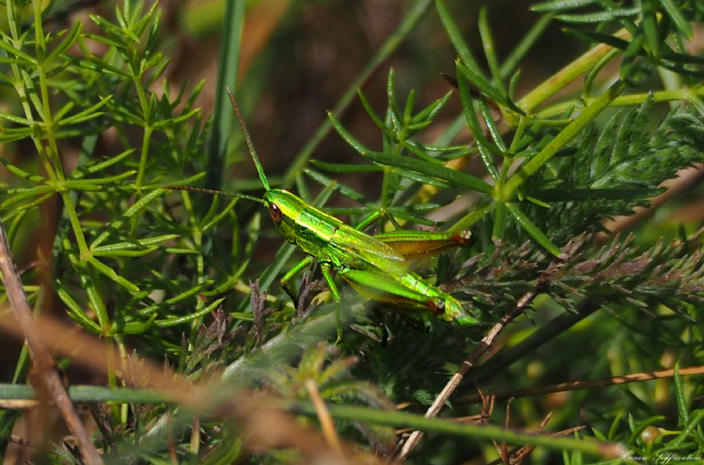 Euthystira brachyptera (Acrididae)