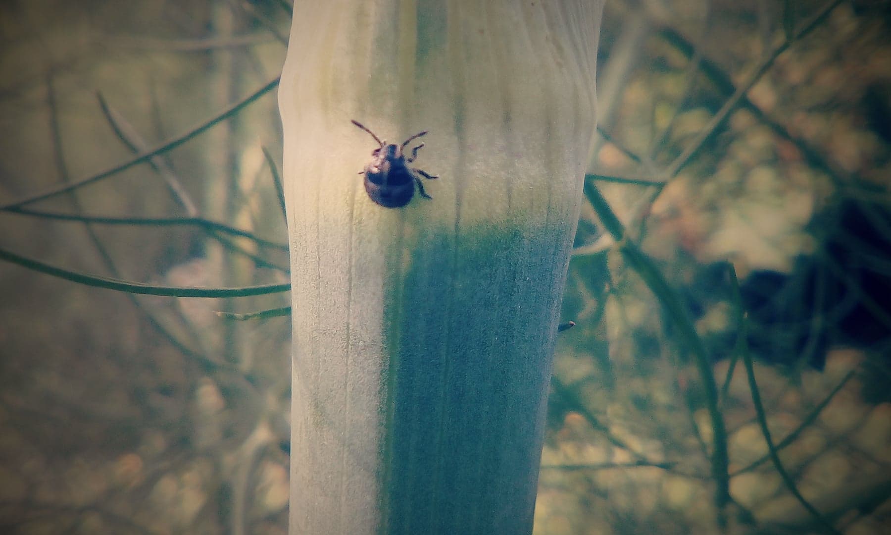 Neanidi di Pentatomidae: Graphosoma sp.