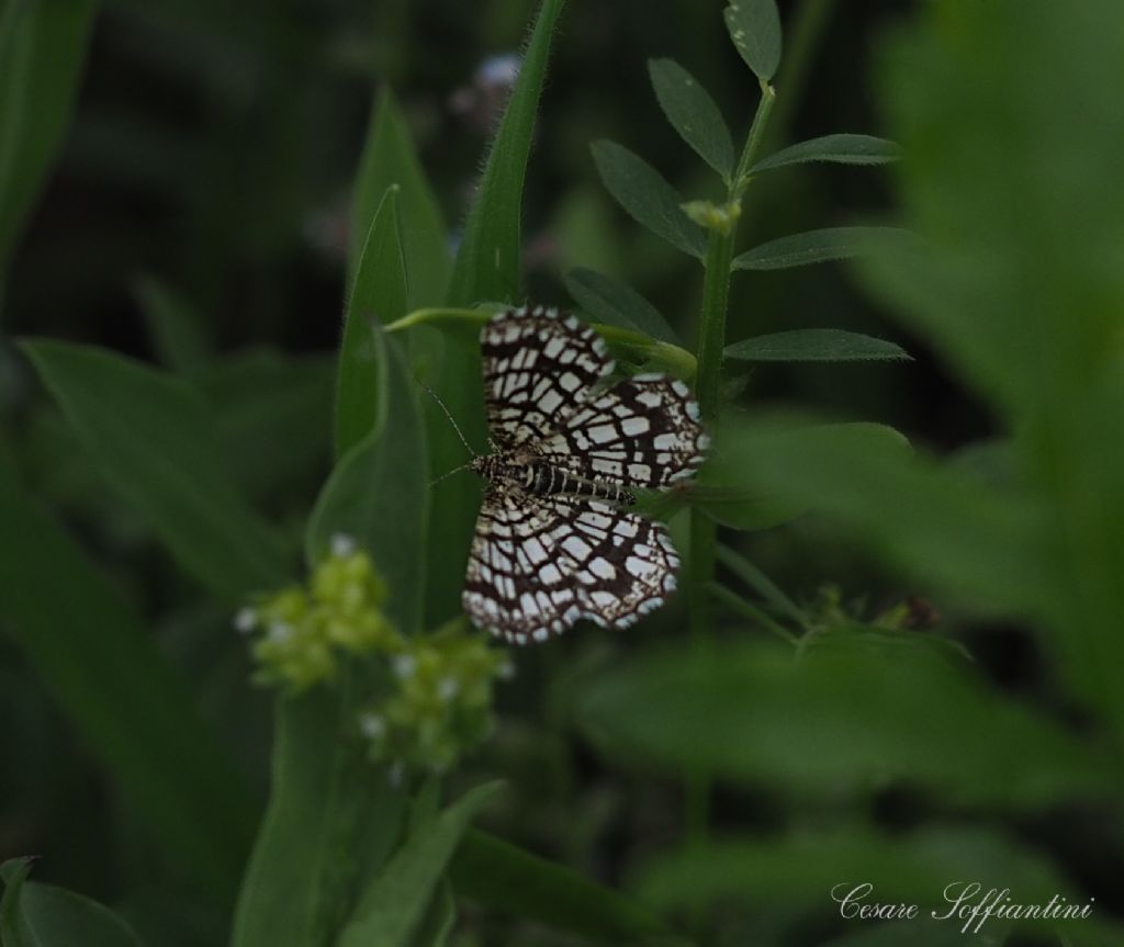 Falena da identificare: Chiasmia clathrata - Geometridae