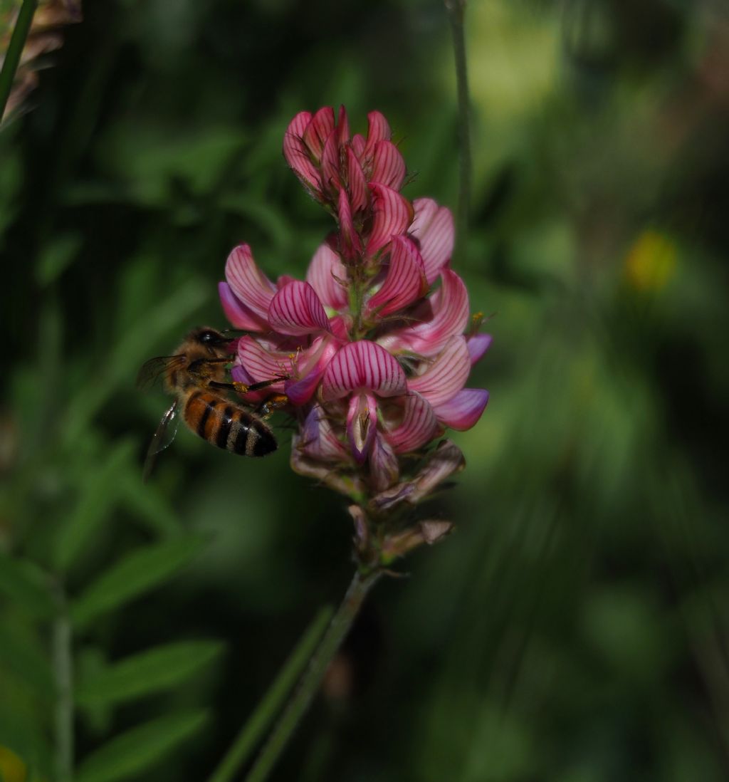 Onobrychis  cfr. viciifolia (Fabaceae)