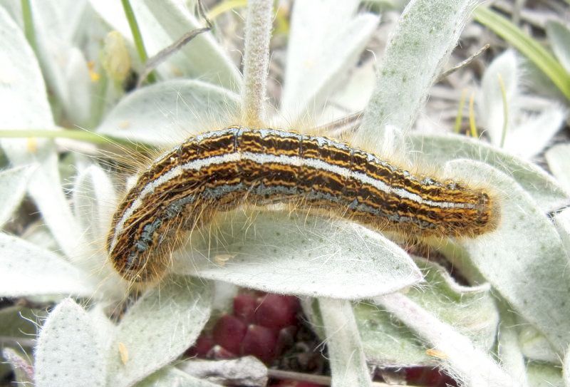 Malacosoma alpicola, larva