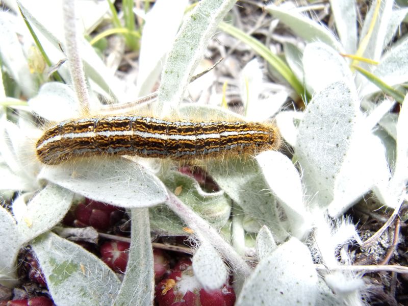 Malacosoma alpicola, larva