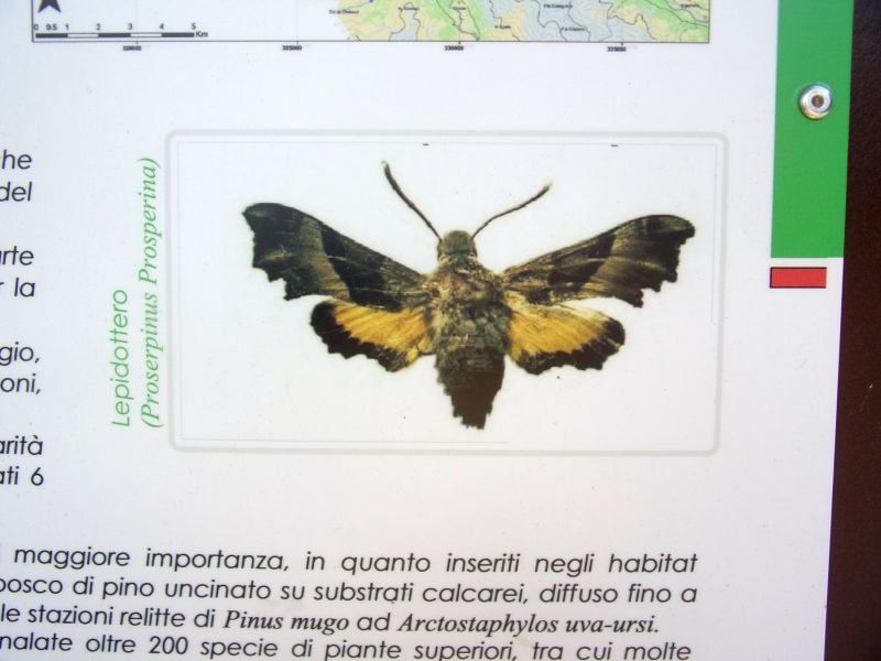 Nuove specie di sfingi in Piemonte (val Susa)