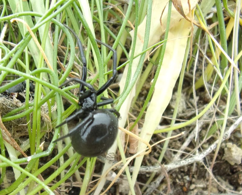 Steatoda paykulliana - San Giovanni in Sinis (OR)