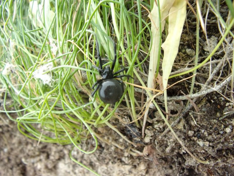 Steatoda paykulliana - San Giovanni in Sinis (OR)