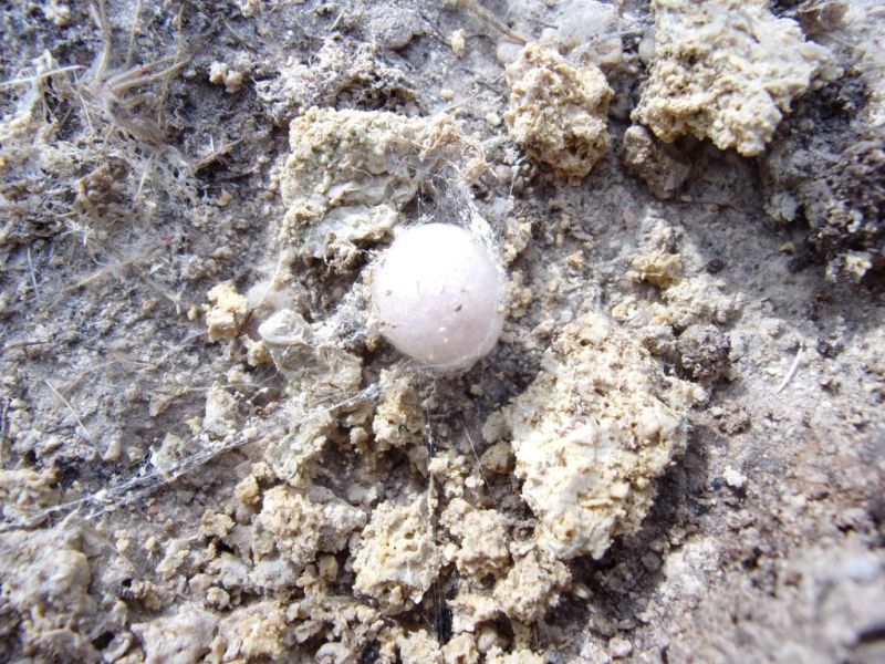 Steatoda paykulliana - San Giovanni in Sinis (OR)