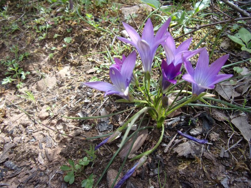 Romulea ligustica / Zafferanetto ligure