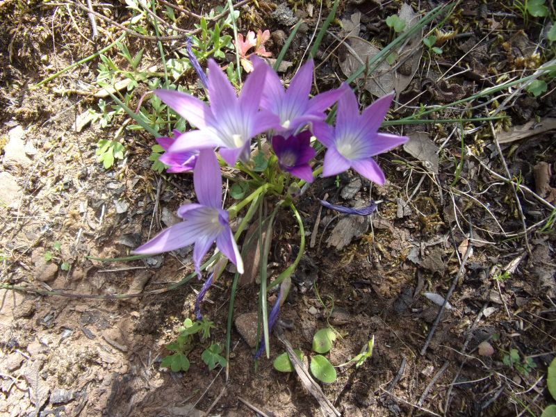 Romulea ligustica / Zafferanetto ligure