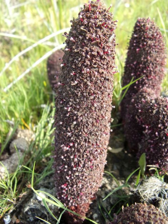 Cynomorium coccineum, Cynomoriaceae (Fungo di Malta)