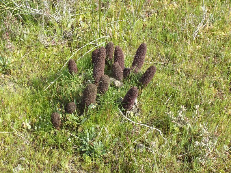 Cynomorium coccineum, Cynomoriaceae (Fungo di Malta)