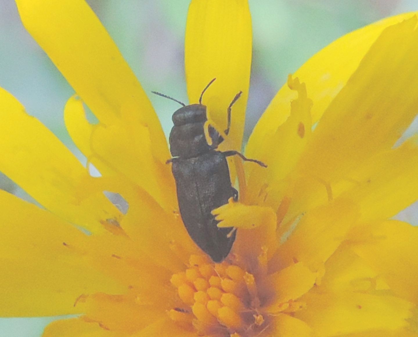 Buprestidae: Anthaxia (Melanthaxia) quadripunctata