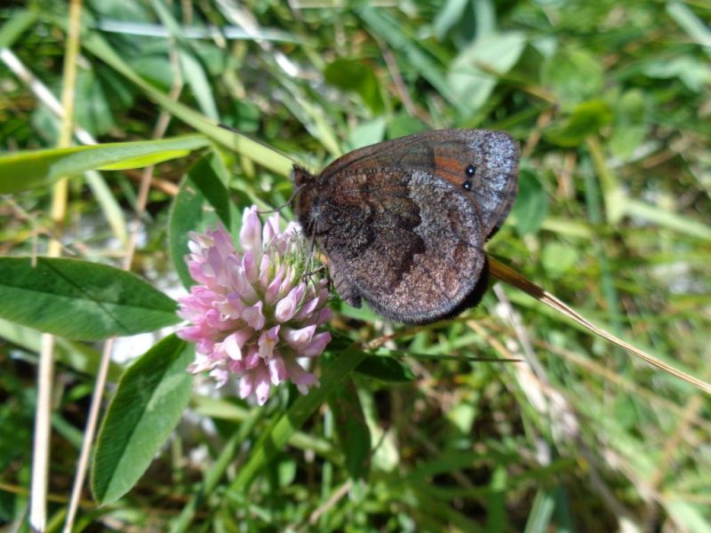 Erebia pronoe Esper