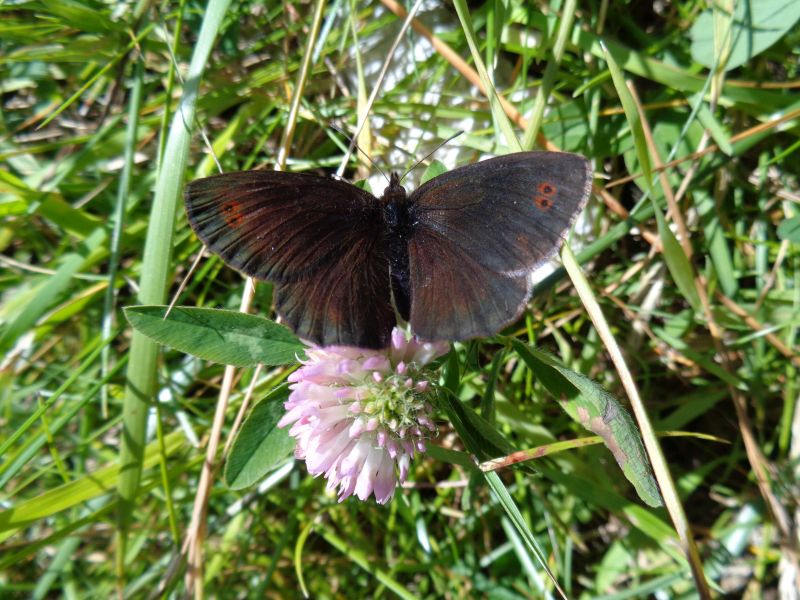 Erebia pronoe Esper