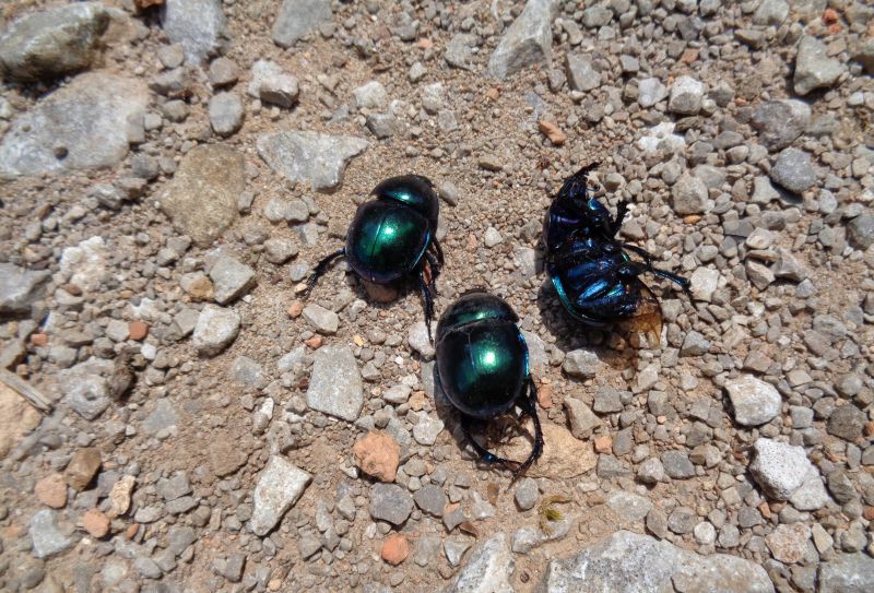 Trypocopris vernalis vernalis, Geotrupidae