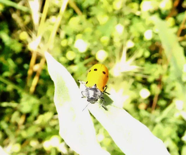 Lachnaia sp. (Chrysomelidae)