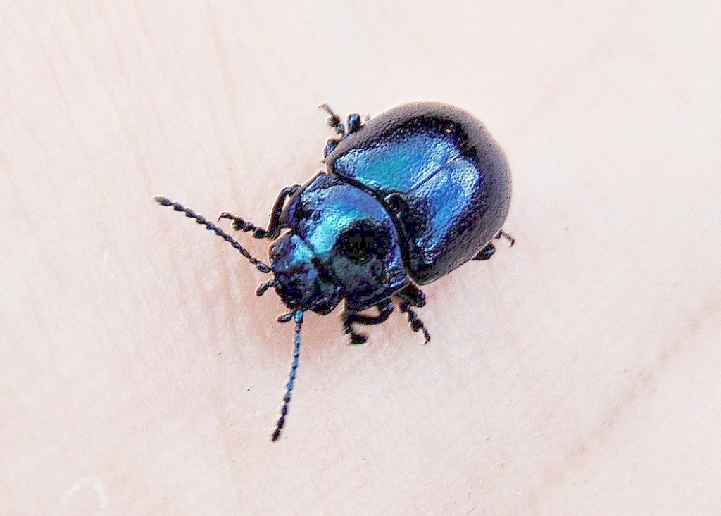 Chrysomelidae: Chrysolina cfr. coerulans