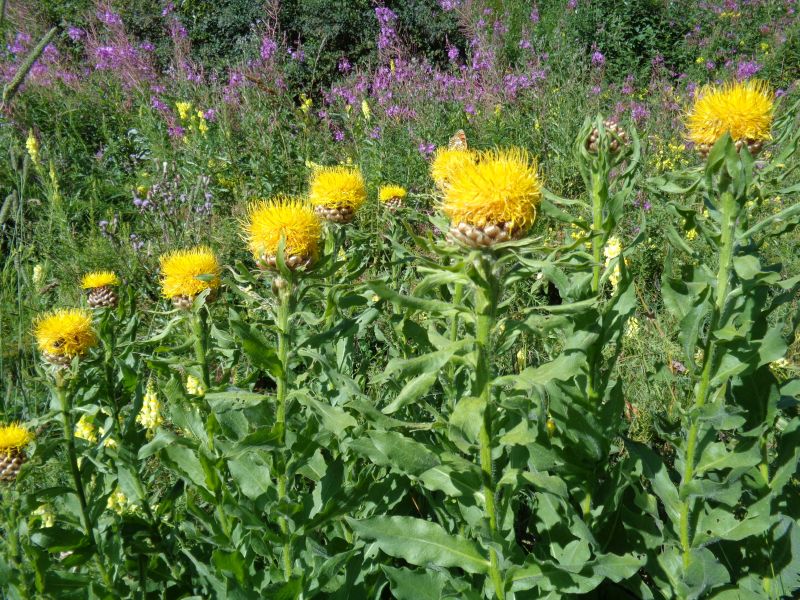 Asteracea: Centaurea macrocephala