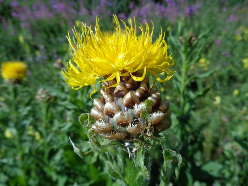 Asteracea: Centaurea macrocephala