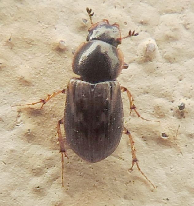 Aphodiidae: Nimbus johnsoni