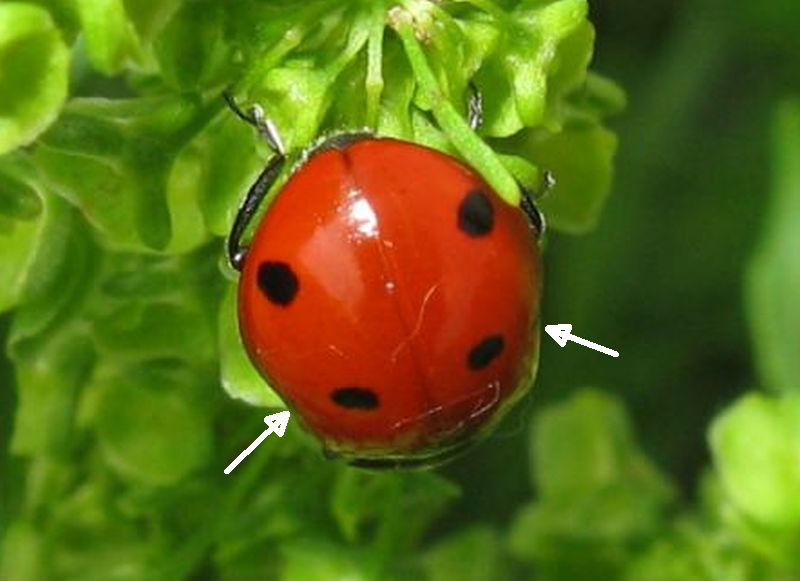 Coccinella...quatuorpunctata? No, C. septempunctata