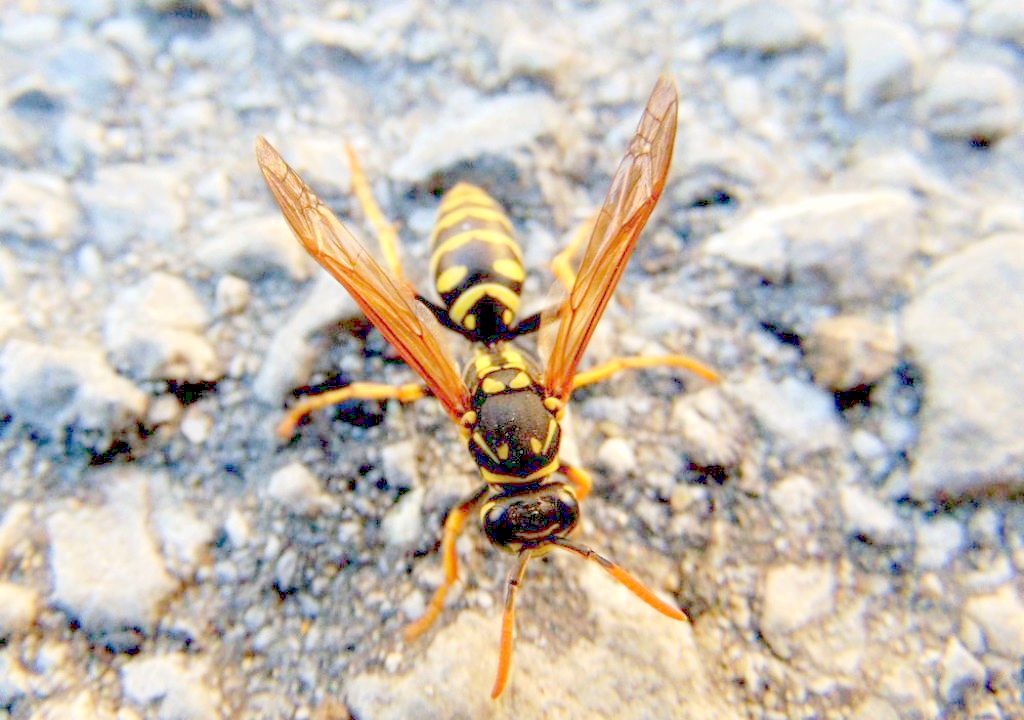 vespa Polistes cfr. associus