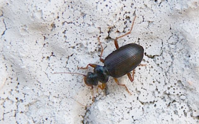 Carabidae: Calathus ?  No, Leistus cfr. fulvibarbis