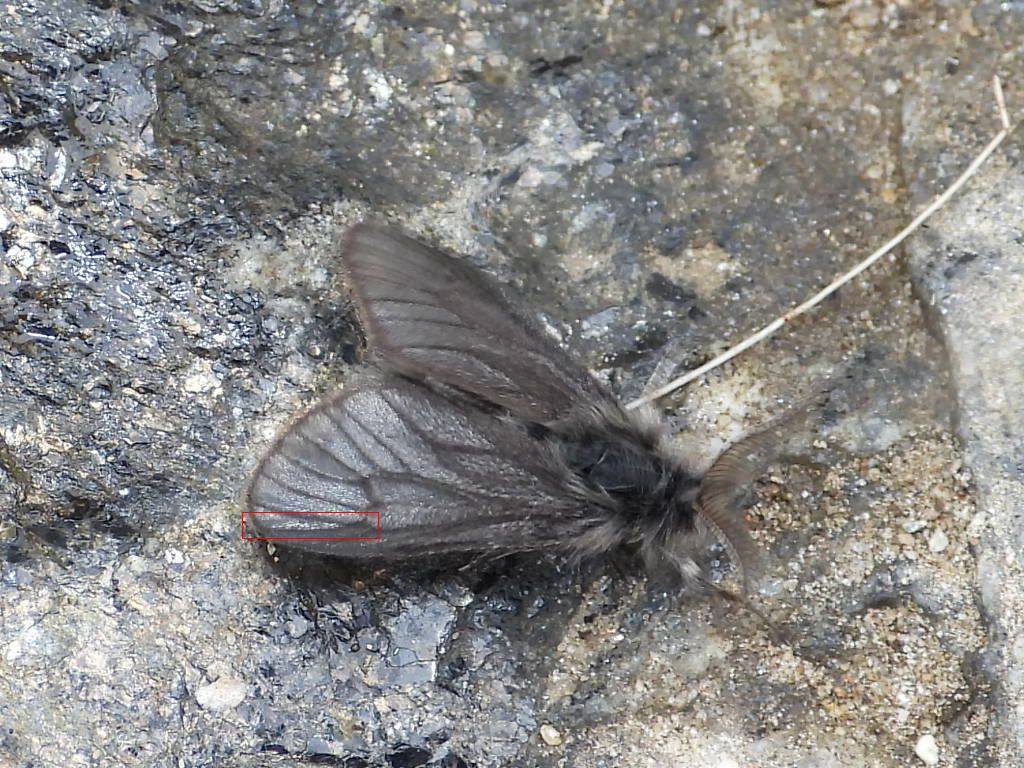 Acanthopsyche zelleri (Psychidae)