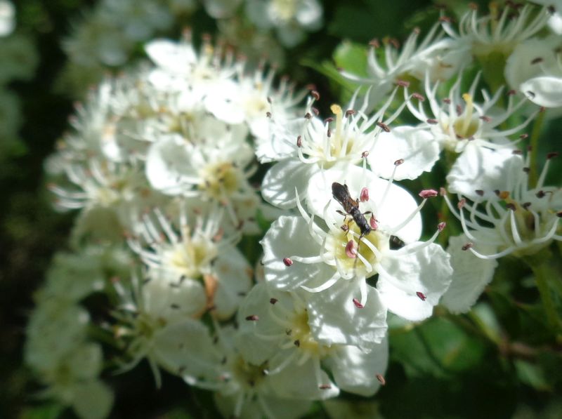 Cerambycidae: Brachypteroma ottomanum