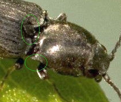 Elateridae: Dicronychus sp.