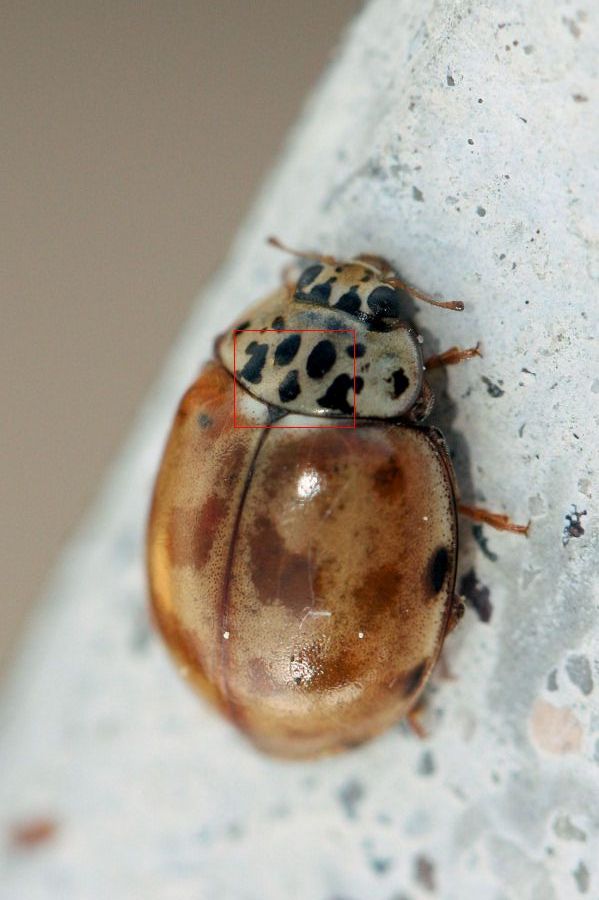 Simil coccinella? Olla v-nigrum? No, Harmonia quadripunctata