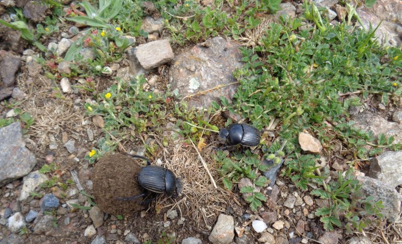 Scarabaeidae: Scarabaeus (Ateuchetus) laticollis