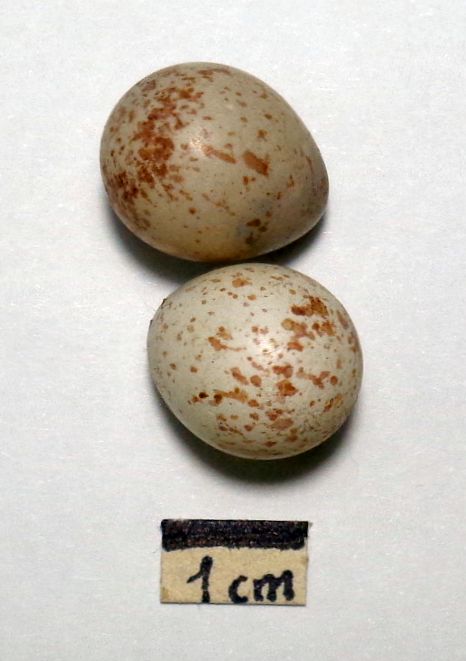 Paridae: uova di Parus major Linnaeus, 1758