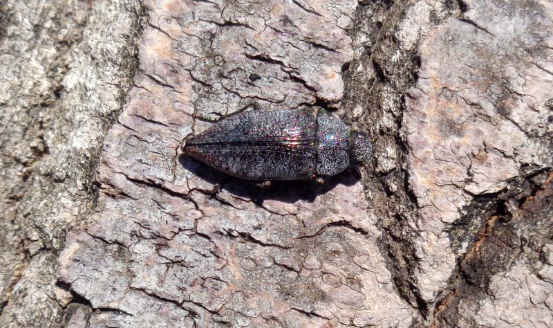 Buprestidae: Dicerca aenea