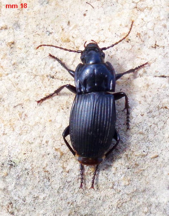 Carabidae: Abax parallelepipedus cf. ssp. inferior