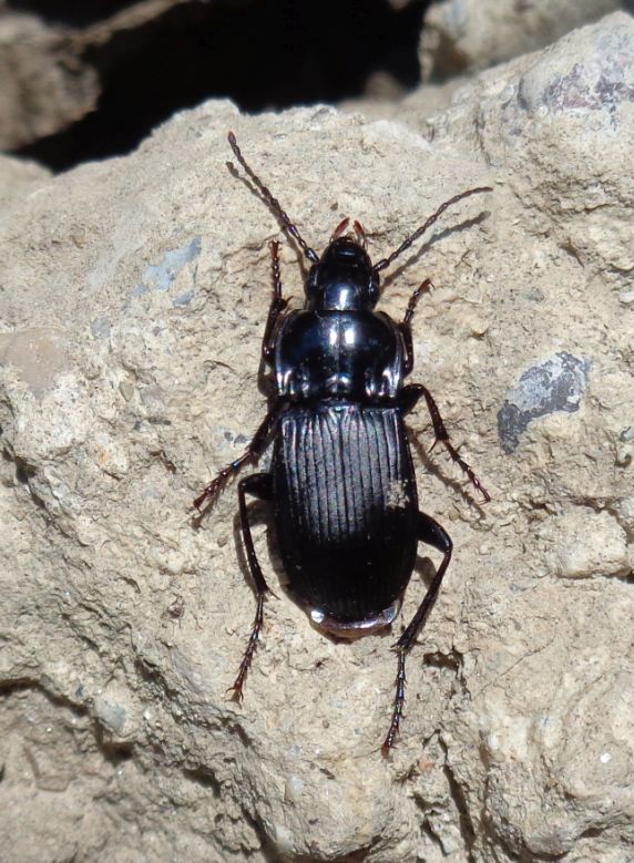 Carabidae: Abax pilleri