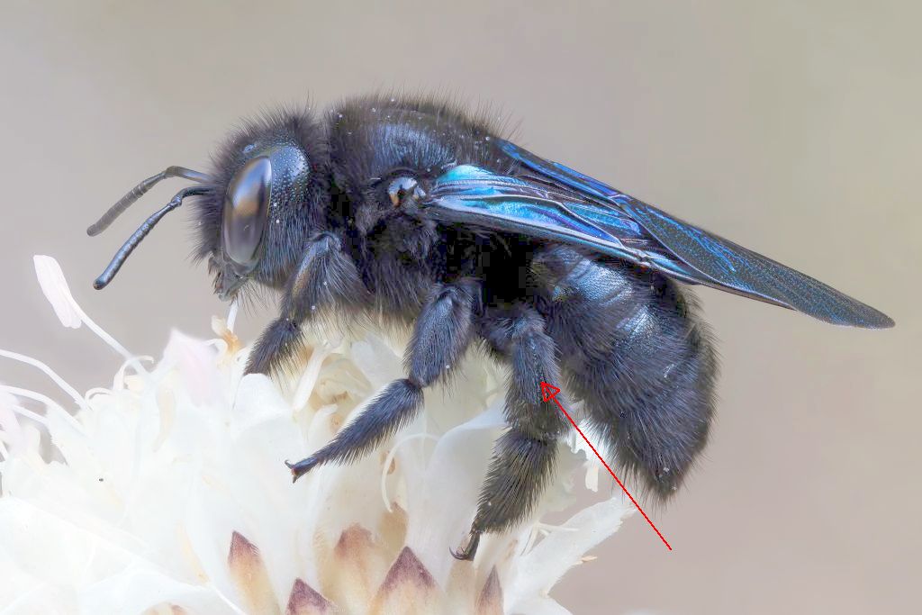 Apidae: femmina di Xylocopa violacea