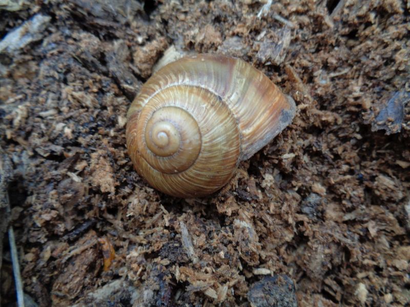 Helix sp. da determinare