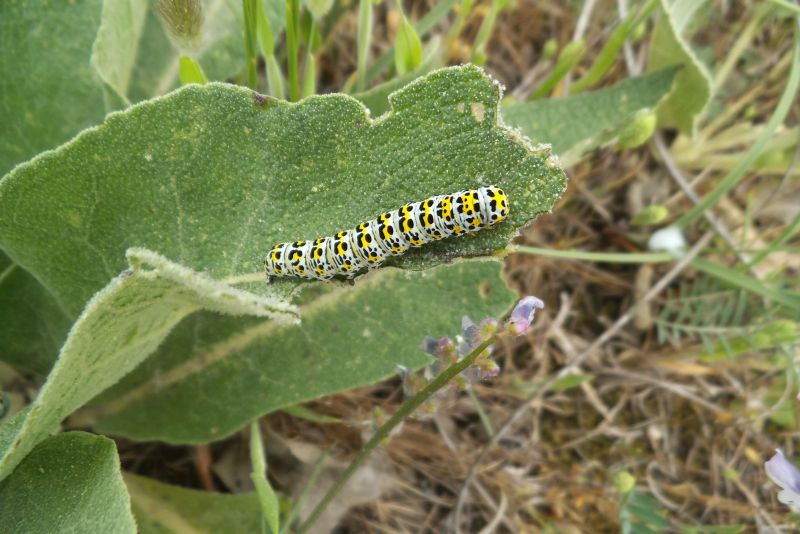 Larva di Shargacucullia verbasci sulle dune.