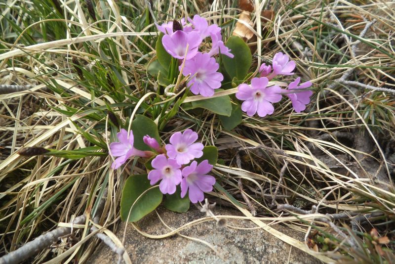 Primula apennina