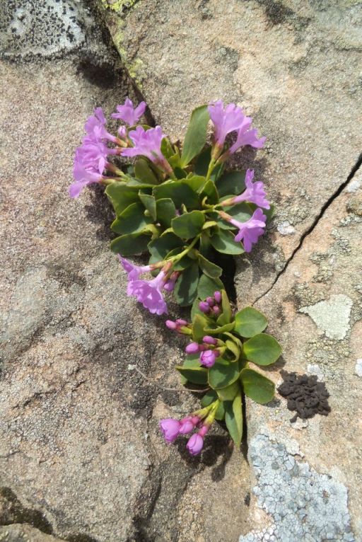 Primula apennina